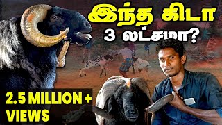 அழியும் நிலையில் மதுரை கிடா சண்டை Part 01 | Madurai Sheep Fight | IBC Tamil