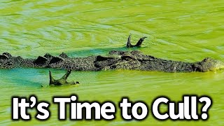 Crocodiles Are Learning To Lure People into Water?