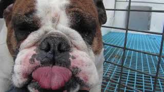 Part 1 of 4 Interview with The Barking Boutique (Grandville, MI)