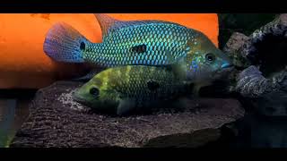 Kronoheros umbriferus pair F0 Rio Magdalena spawning/laying eggs, Umbee cichlid 20.03.2022