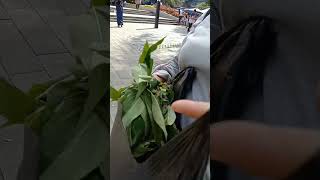 mimih kalap borong daun singkong se karung