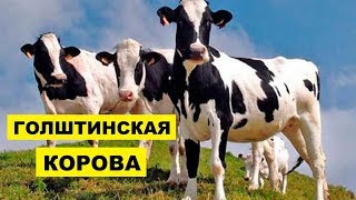 Разведение Голштинской породы коров как бизнес идея | Голштинская корова