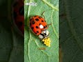 Asian Lady Beetle: Unveiling the Facts #animalfact #animals #interestingfacts