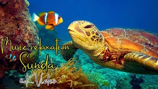 8k video ultra hd sea 2020 | The Fish Video - Music Sunda Relaxation