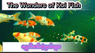 The Wonders of Koi FishKoi Fish ၏အံ့ဖွယ်များ