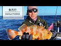 水下300米的精灵！慢摇铁板vs似鲈无鳔鲉路亚深海钓鱼 鱼吕行 deep sea slow jigging for sea perch in new zealand albert fish on