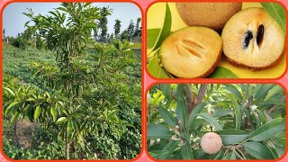 What's special in the Kalapatti Sapota Fruits and it's benefits!! How to grow in the farm.