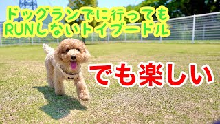 ドッグランに行ってもRUNしない犬はコチラ