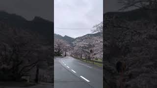 奈良県吉野郡下北山村の桜（車で）