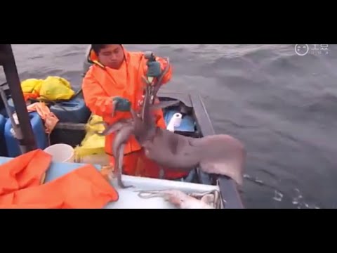 How to squid fishing in the Ocean How to squid fishing in the Ocean