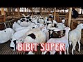 BIBIT SUPER