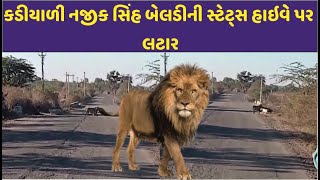 કડીયાળી નજીક સિંહ બેલડીની સ્ટેટ્સ હાઇવે પર લટાર|CITY WATCH NEWS