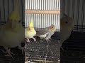 #cockatielsinging #cockatiel #parrot #birds #pets #cockatielsound #cockatielbird #ytshorts #shorts