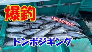 三重県のトンジギ！　最高だった‼【トンボジギング】