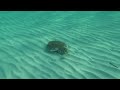 marbled electric ray torpedo marmorata in malta