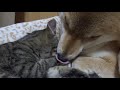 子猫の愛情表現にどんどん追い詰められていく柴犬 kitten riri a love riko