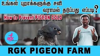 HOW TO  'Prevent' PIGEON  COLD