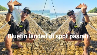 Mancing di pantai matahari terbit sanur bali, landed bluefin | BCK 004