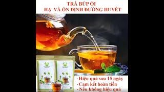 TRÀ BÚP ỔI NON - KHẮC TINH CỦA TIỂU ĐƯỜNG