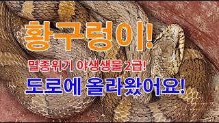 멸종위기야생동물 2급보호종 황구렁이가 자동차에 치여서 죽어가고 있네요, 도로위로 올라왔다가 로드킬 당하는 황구렁이 Korean rat snake와 독사 등 뱀들의 안타까운 모습들을