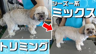 【トリミング】５倍速でわかる！ミックス犬のトリミング【２７２時間目】　|　(5Xspeed)Trimming for Mongrel dog