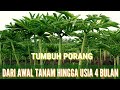 PERTUMBUHAN PORANG DARI AWAL TANAM SAMPAI USIA 4 BULAN