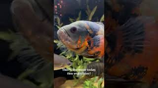 My Oscar Cichlid's Growth Over Two Years