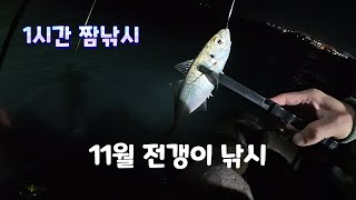 11월 부산 기장 전갱이 아징 #부산낚시