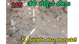 265 ಕಬ್ಬಿನ ಬೀಜದ ತಳಿ ಎಂಟು ದಿನದಲ್ಲಿ ಕಾಣುತ್ತಿದೆ #kannadvlogs #farmingtractor #sugarcane#farmer #kannada