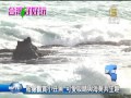 【小丑魚「尼莫」海洋生物】貼身觀賞小丑魚 可愛吸睛與海葵共生趣