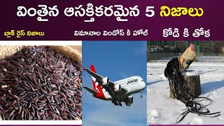 Top Five  Interesting Unknown Facts in Telugu | నూడుల్స్ తింటే ఏం అవుతుంది | Facts By GK Talks |