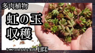 【17】＊多肉植物＊虹の玉カットして増やします！動画の最後はドドランタリスです(^^)2023年４月