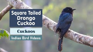 The Square-tailed Drongo-cuckoo (Surniculus lugubris) #drongo_cuckoo #indian_birds #birds