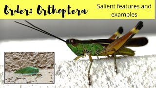 Order Orthoptera - Salient features and examples