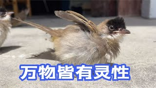 Masked Bird Brother｜After rescuing the sick bird, it expresses its gratitude to the human beings.