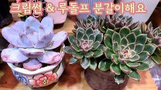 오래 키운 외두 다육이 크림썬 백분감이 너무 멋지죠~ 군생 루돌프를 베란다에서 키우려고 분갈이합니다~ 목대가 굵게 나오고 있어요~ 이제 굳혀야죠~^^