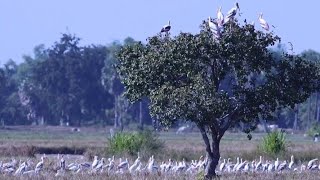 សត្វស្លាបទឹករនាលពណ៏ជាច្រើនក្បាលបានមកផ្ដុំគ្នារកសុីចំណីនៅភូមិគោគថ្មីឃុំល្វាស្រុកពួកខេត្តសៀមរាប..