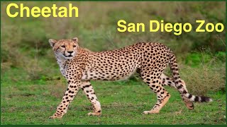 WILDLIFE WONDERS-Wildlife Ambassador animal show/ World Famous San Diego Zoo