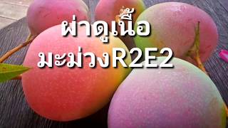 ผ่าดูเนื้อมะม่วงอาร์ทูอีทู R2E2 mango EP.17