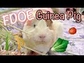 What My Guinea Pig Eat In A Day - FDOE - Full day of eating