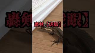 ψスパイダーハンター2ψカナヘビ魚雷炸裂🚀　Spider VS Japanese lizard II