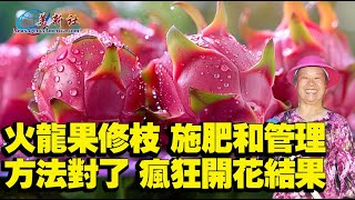 Dragon fruit pruning, fertilization and management, with the right method, will grow like crazy