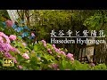 長谷寺と紫陽花 - Hasedera Hydrangea 2019（Kamakura,Japan）