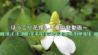 ほっこり花探し～夏の庭動画～　６月前半、白またはピンクところにより紫