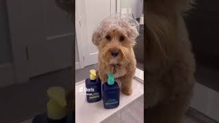 Pampered Pooch: Luxurious Spa Day with Paw Beauty Collection | Paw.com 🐾