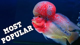 TOP 10 Most Popular Fish In The Aquarium Hobby! Freshwater