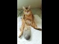 変な座り方をする猫。a cat that sits strangely😹