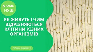 Урок 40. Як живуть і чим відрізняються клітини різних організмів. 5 клас. НУШ