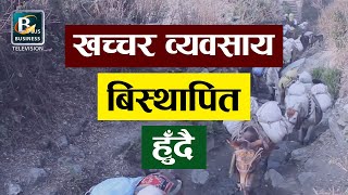 ग्रामीण भेगमा ढुवानीको प्रमुख साधन मानिएको खच्चर व्यवसाय बिस्थापित हुँदै | Myagdi News