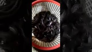 Desi Mangur Fish #fingerlings #seeds #fishseeds #ZINDA #MACHHALI #LIVE #FISHES #FRESHWATERFISH